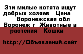 Эти милые котята ищут добрых хозяев › Цена ­ 100 - Воронежская обл., Воронеж г. Животные и растения » Кошки   